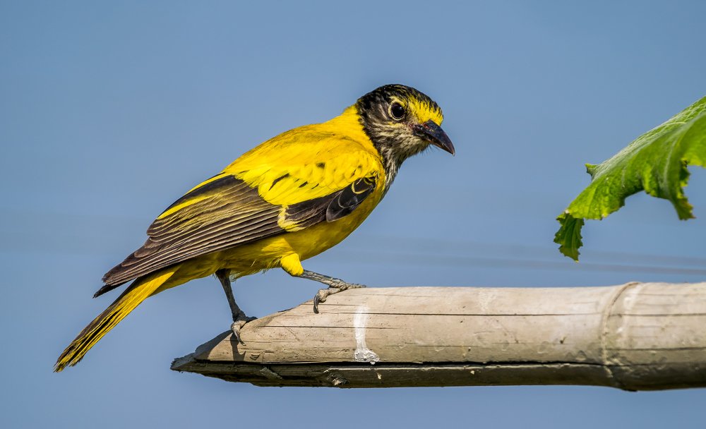 Photograph by nadirujaman hemal fakir fakir