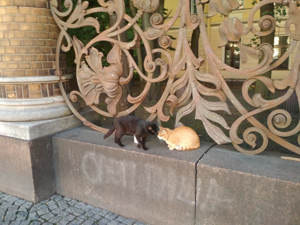 Коты из Питера!