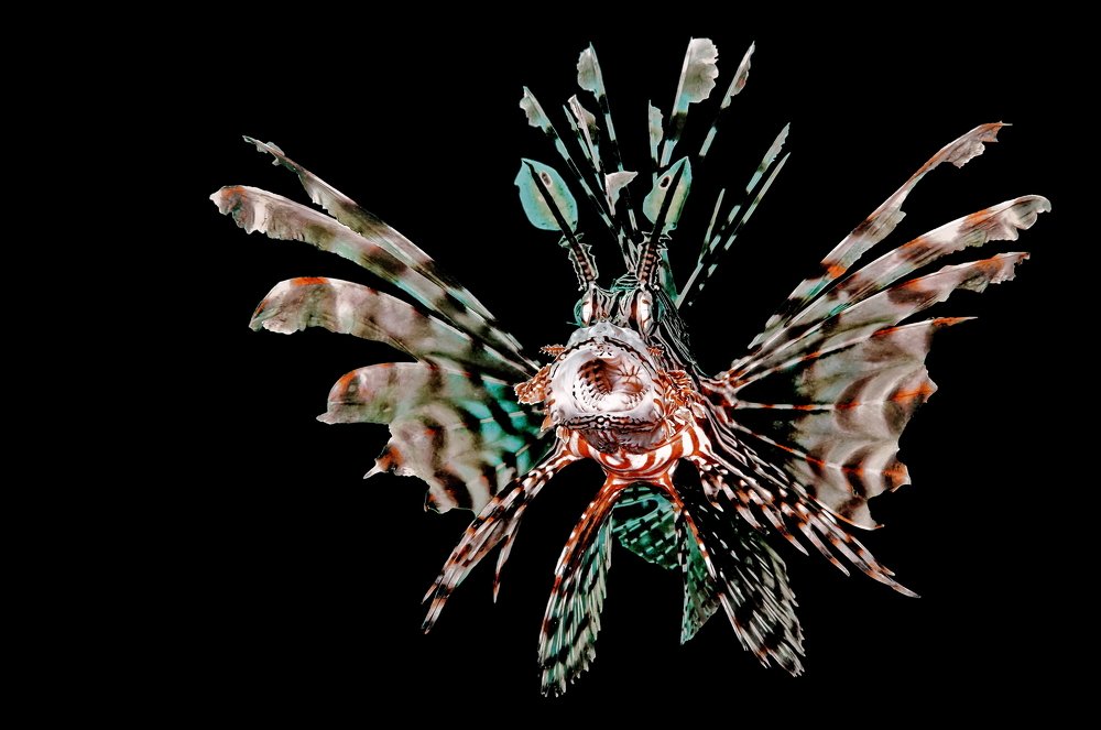 Photograph by Ferenc Lorincz ifj.