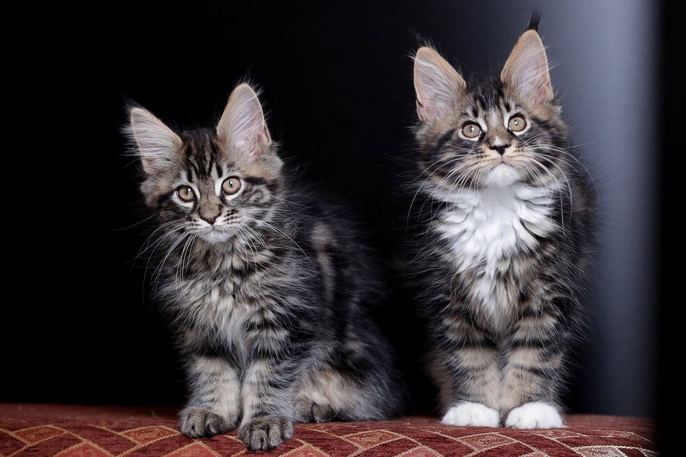 Photograph by IRINA GUSHCHINA