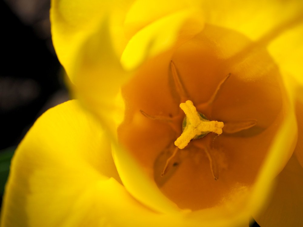 Yellow tulip