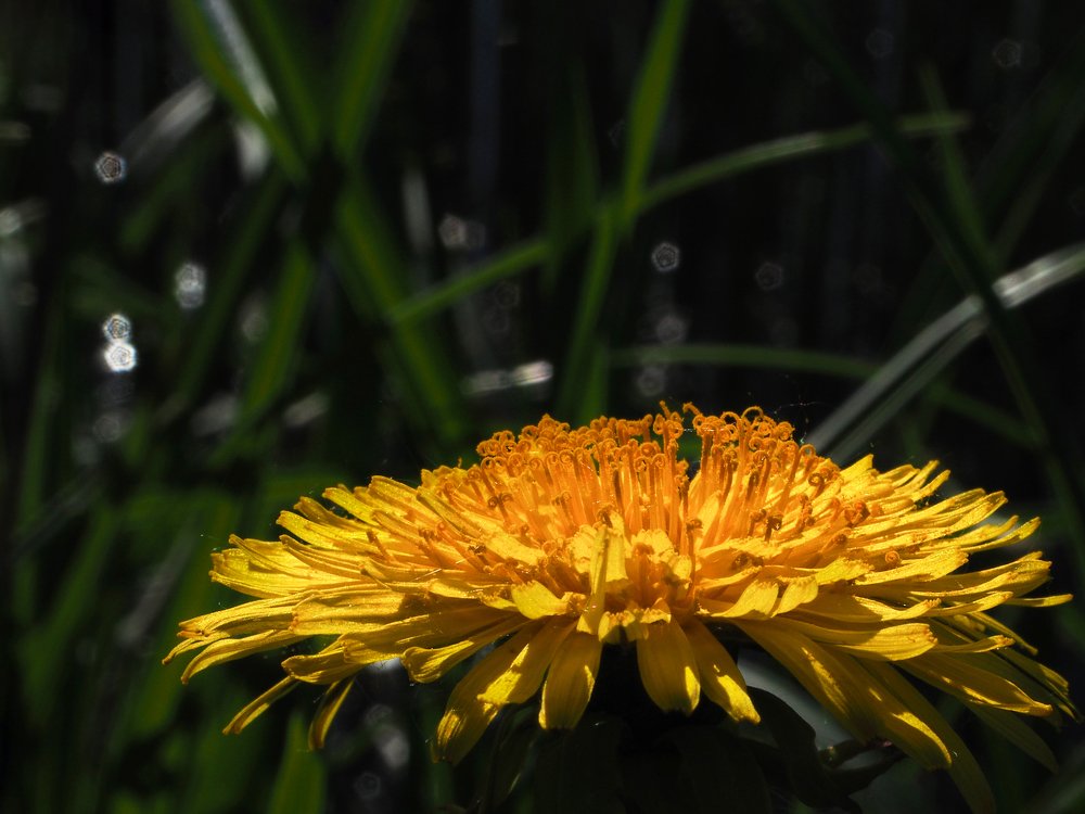 Yellow dandelion
