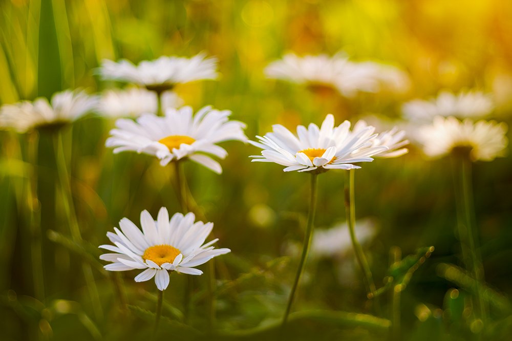 Photograph by Никанорова Ольга