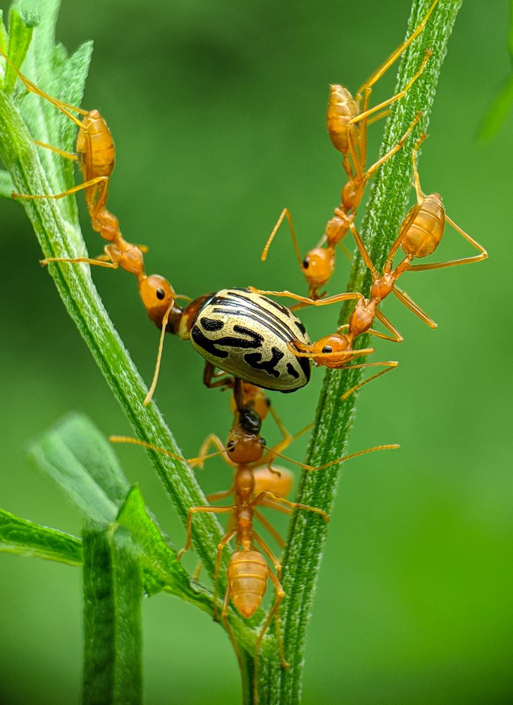 Unity is the Strength