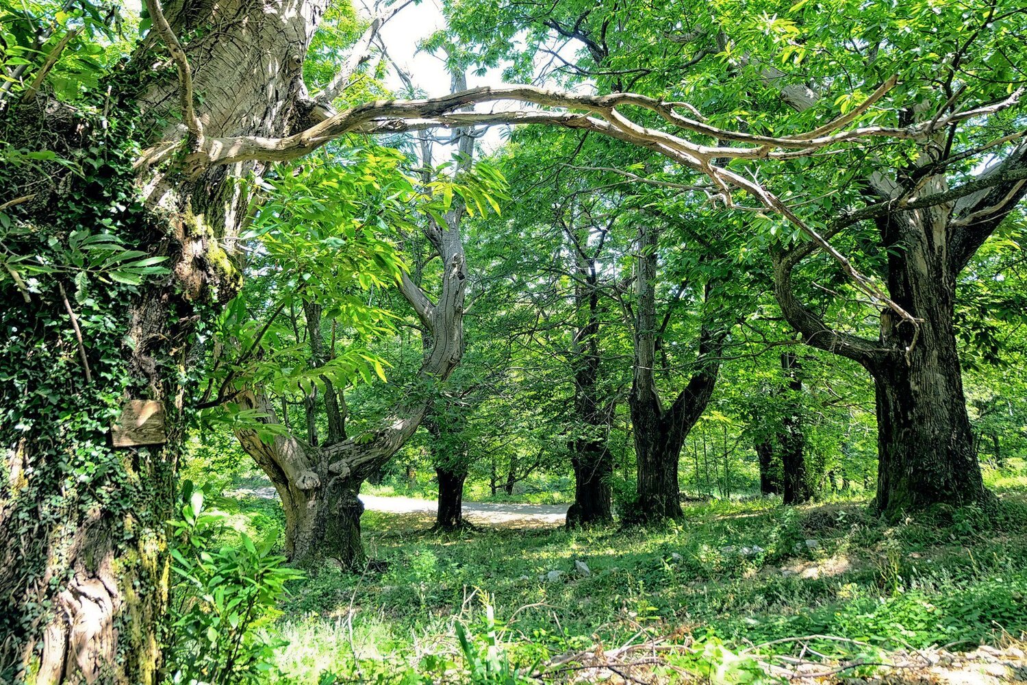 Chestnut forest