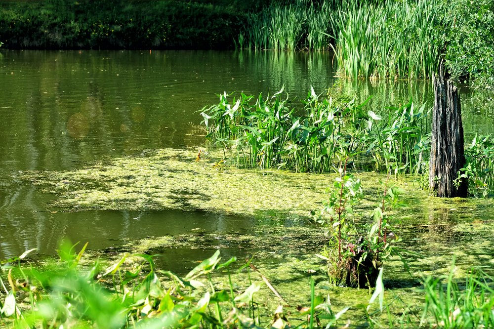 Green lake
