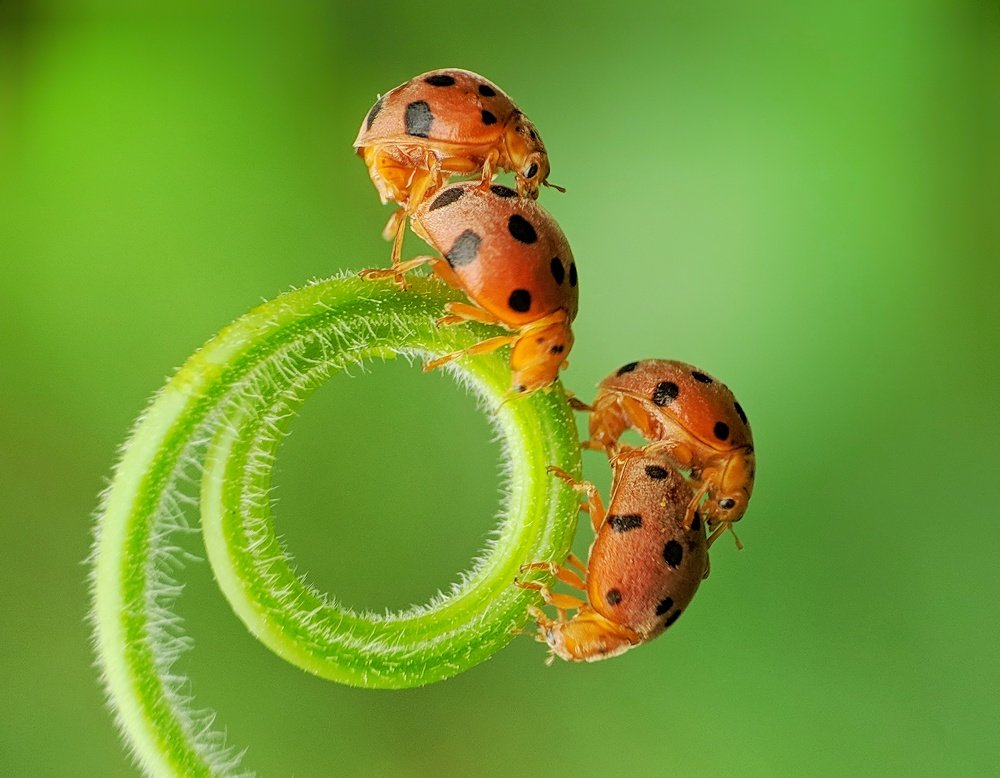 Photograph by Partha Chatterjee