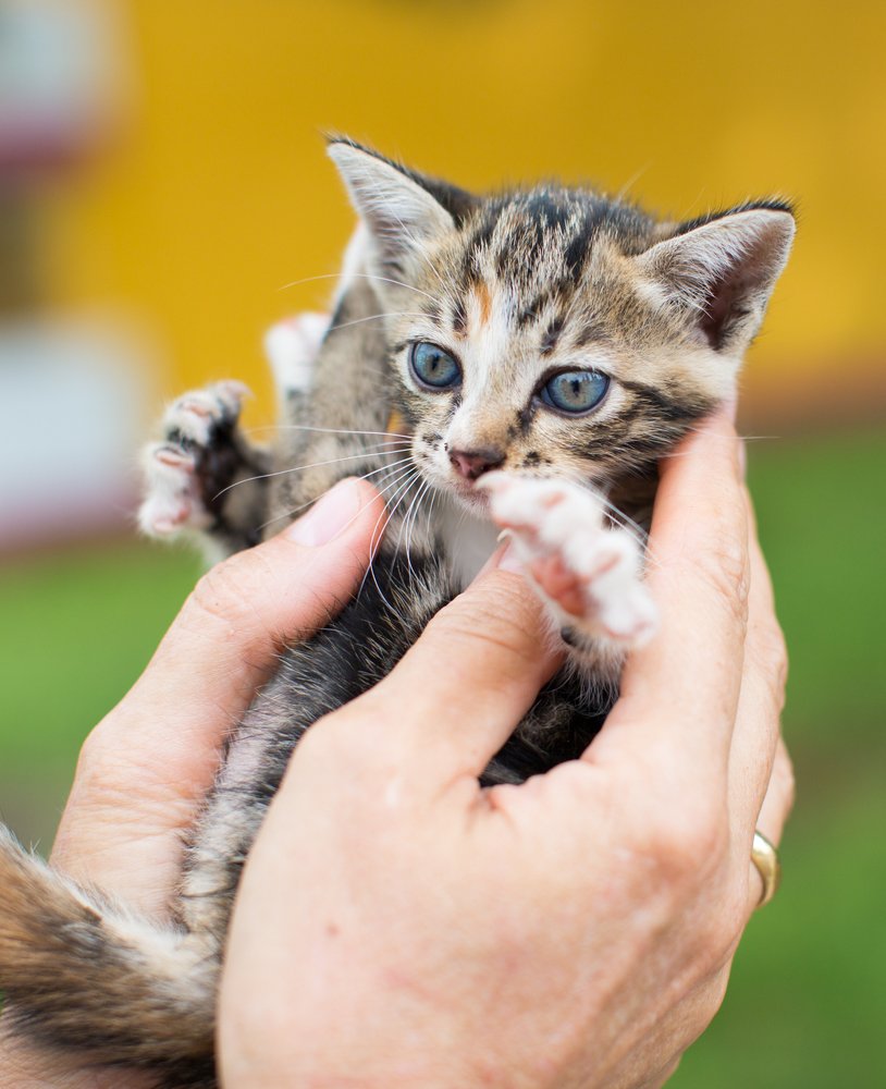 Vietnam street kitten