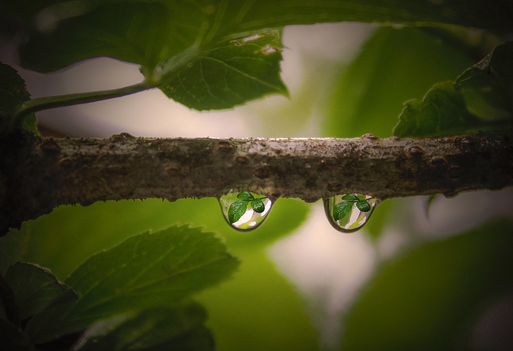 Raindrop