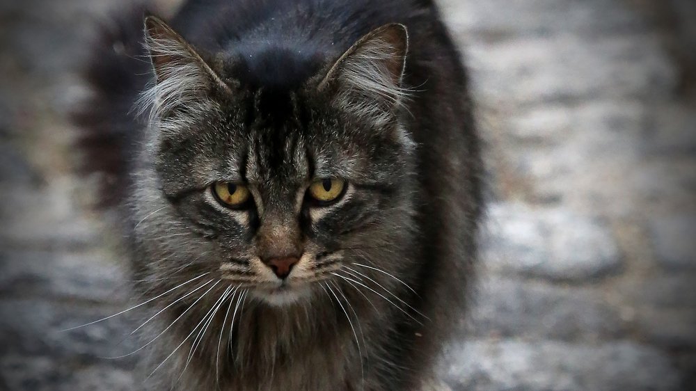 Photograph by Александр Цабель