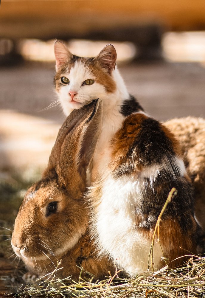 Photograph by Светлана Кавказская