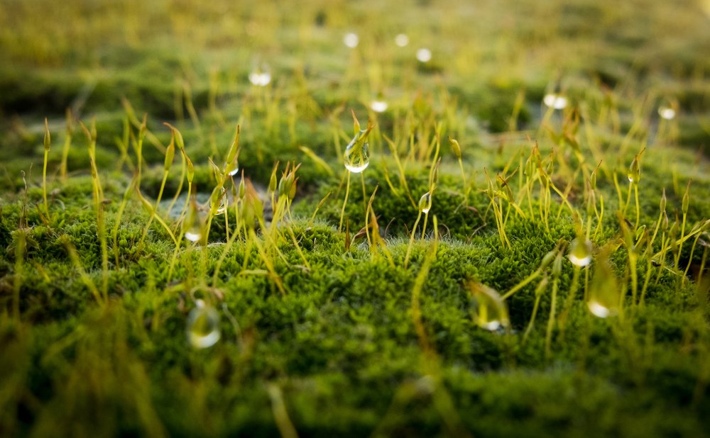 Photograph by Василий Клейменов