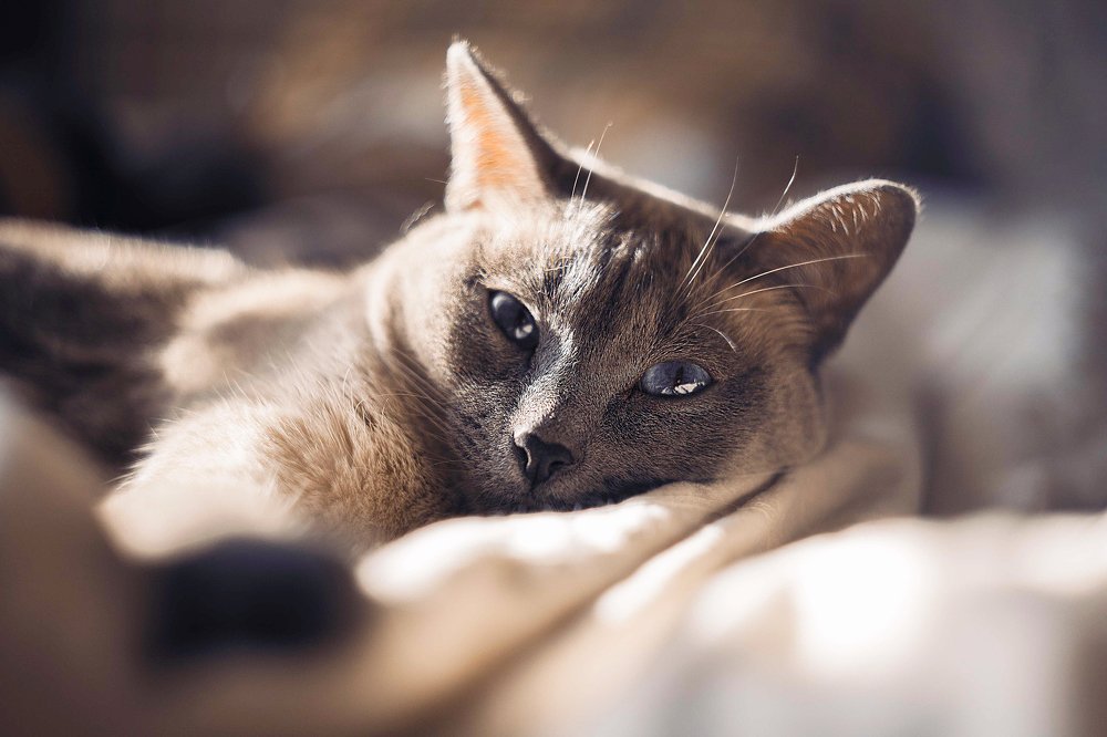 Photograph by Светлана Кавказская