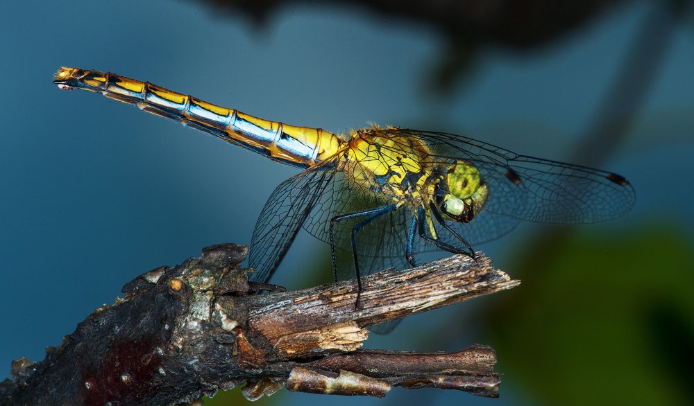 Photograph by Юрий Журавлев