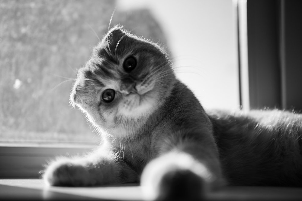 Мой Мурчело Мастрояни)