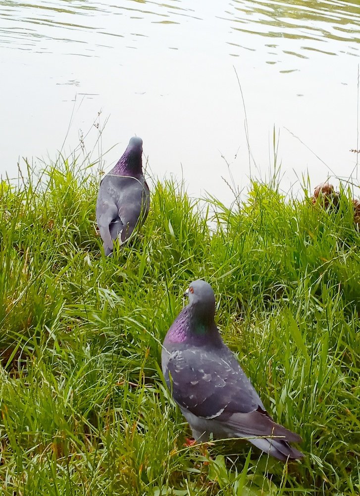 Photograph by Олена Пронiна