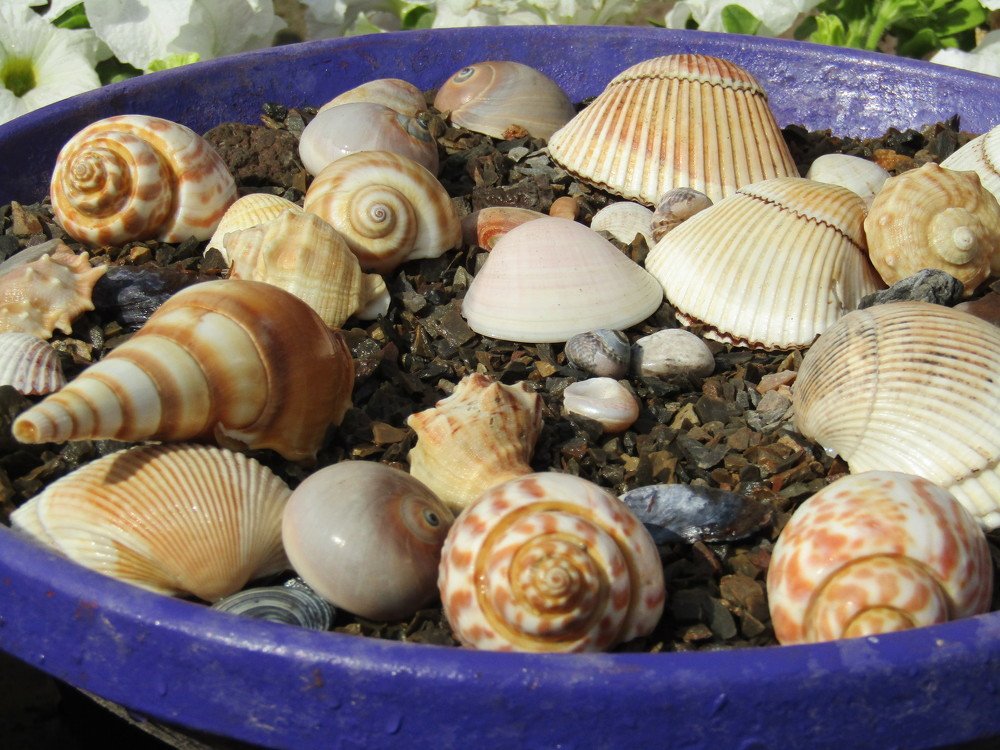 Sea Shell