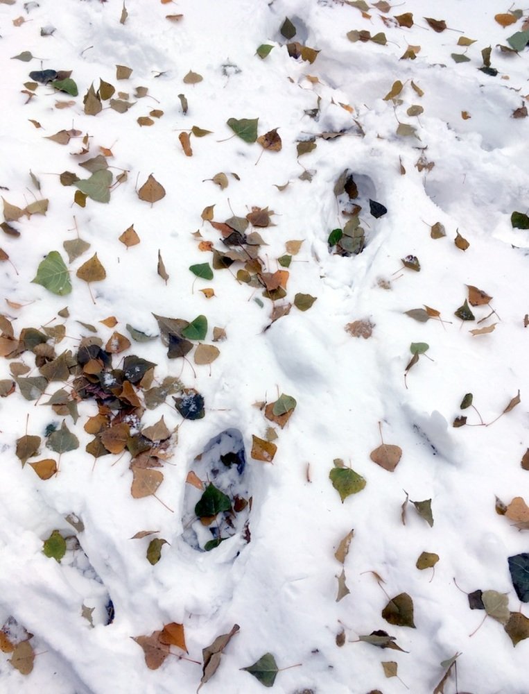 Зимняя поступь.