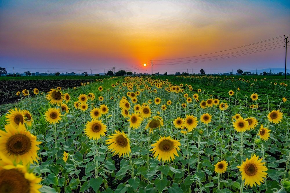 The sunflower evening