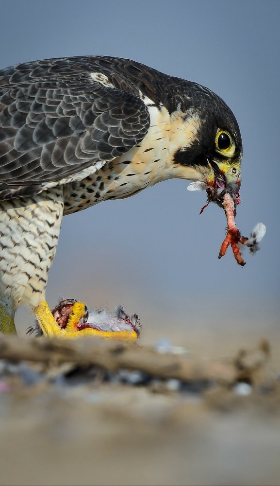 Photograph by Vimal Dubal