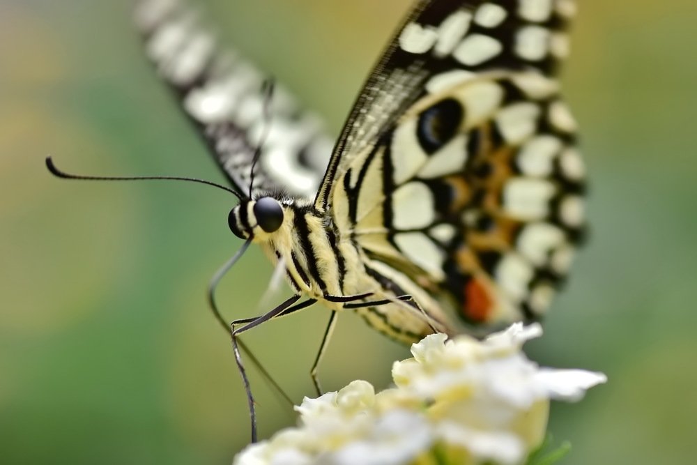 Фотография автора лилия беланова