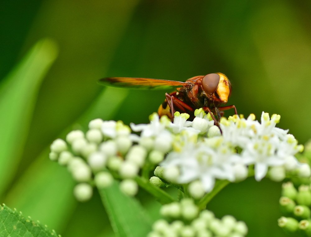 МУХА-ЖУРЧАЛКА