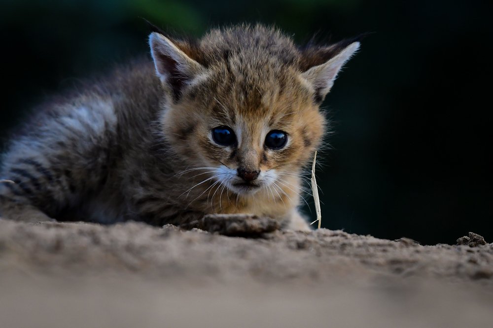 Photograph by Vimal Dubal