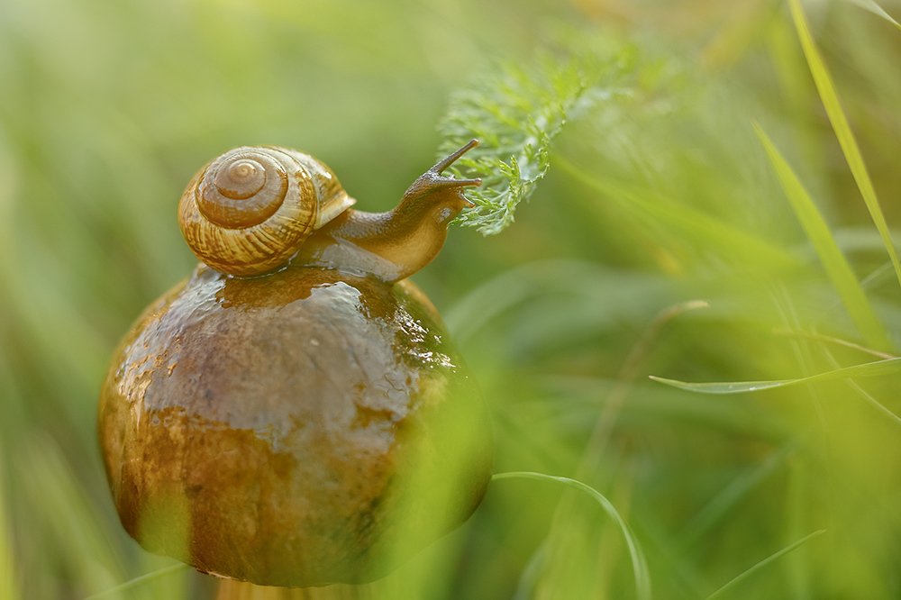 Грибная улитка