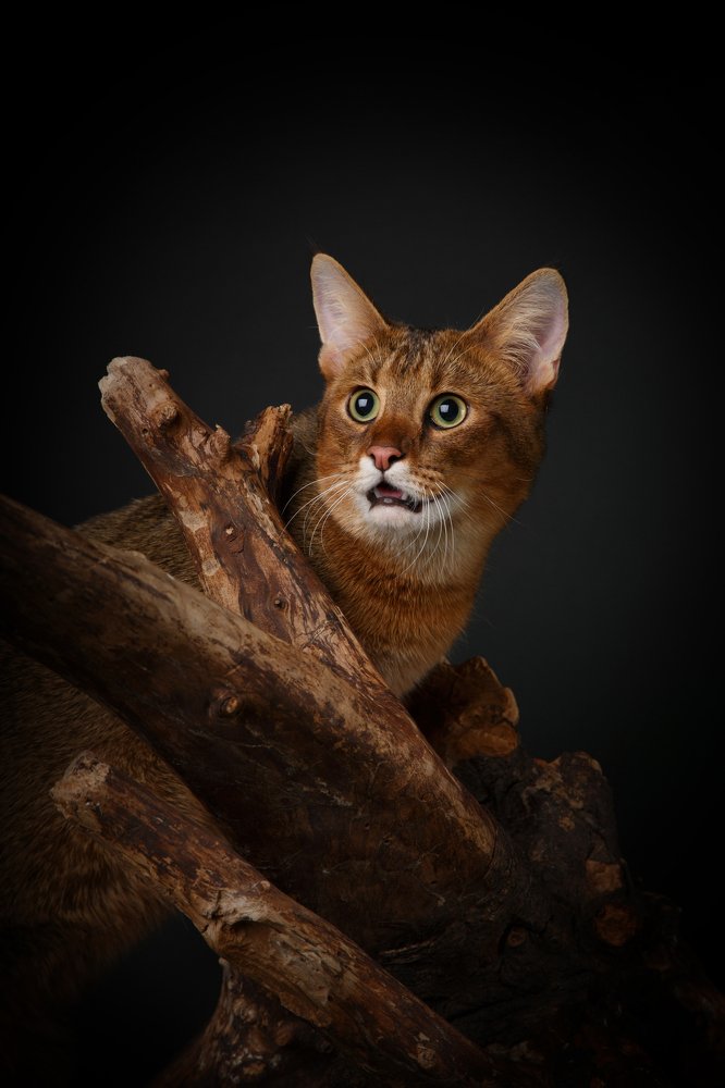 Photograph by Анна Щитович