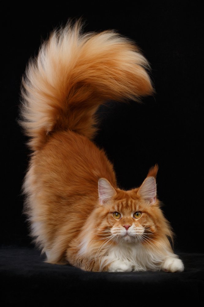 Photograph by Анна Щитович