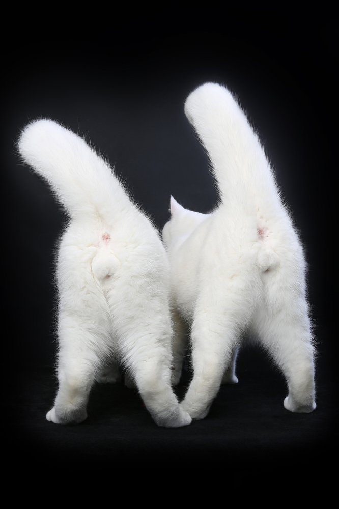 Британские хвостики