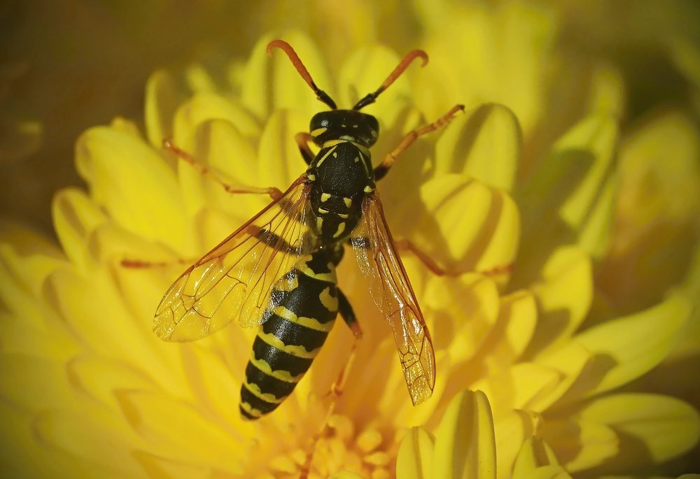 Photograph by Елена Трапезникова