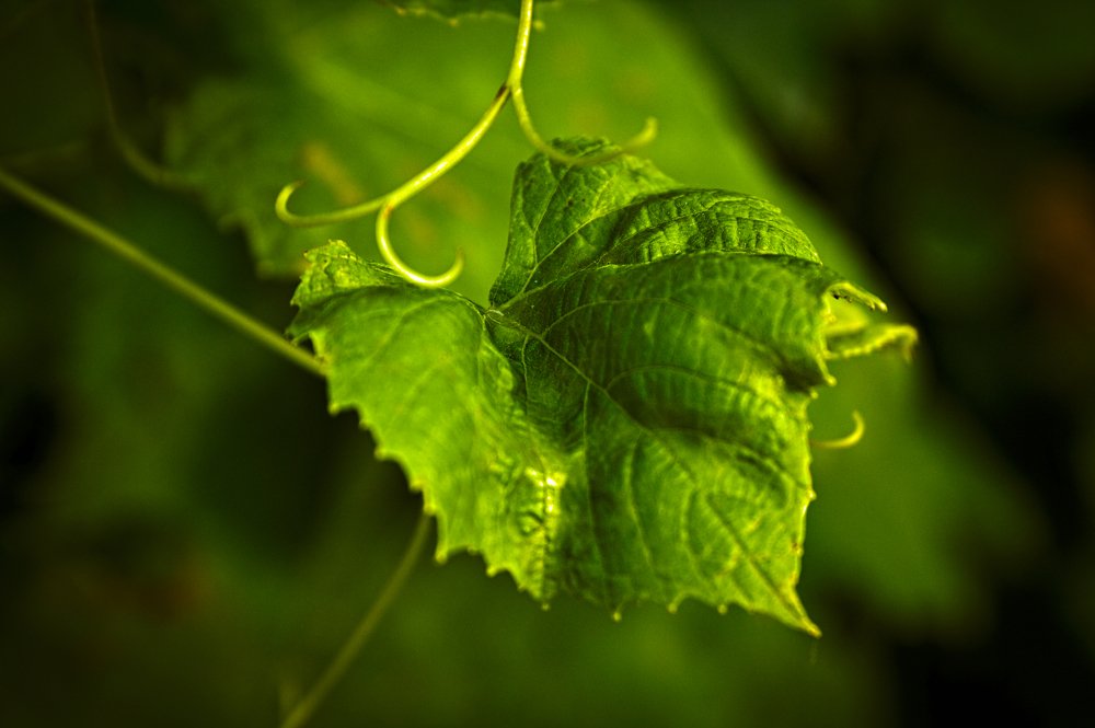 Photograph by Евгений Козлов