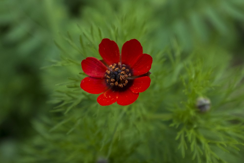 Photograph by salvatore Mercieca