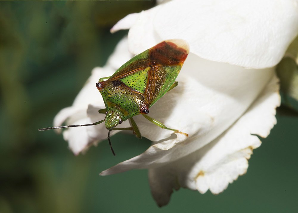 Фотография автора Марина Кулакова