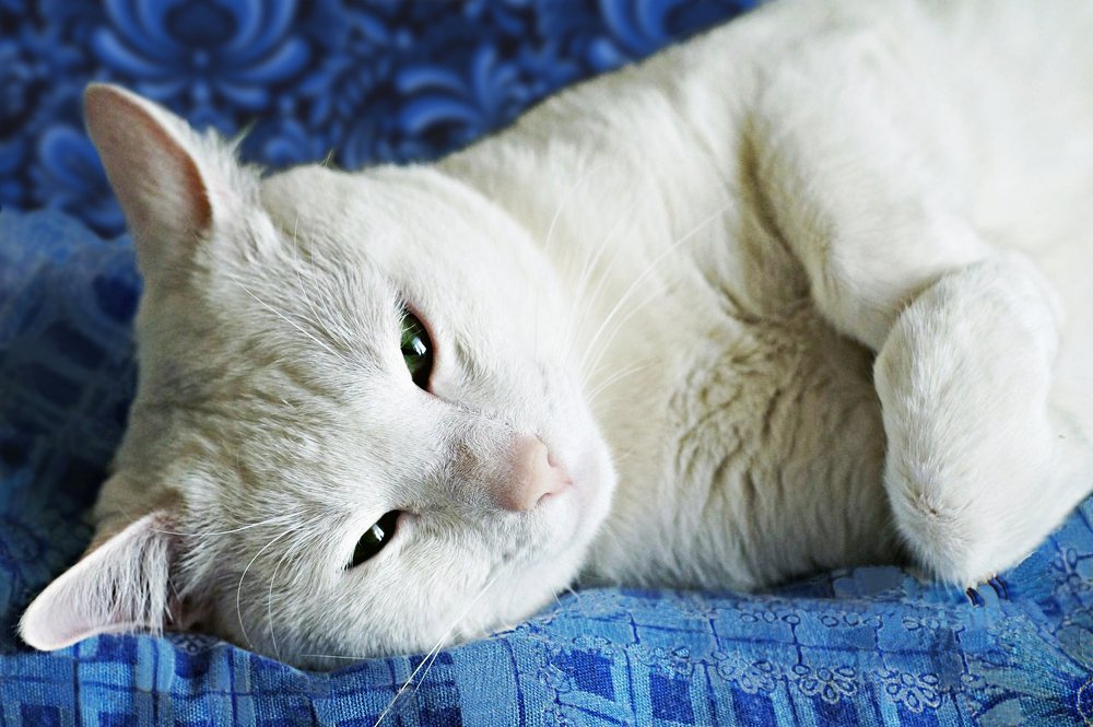 Фотография автора Юрий Цыркунов