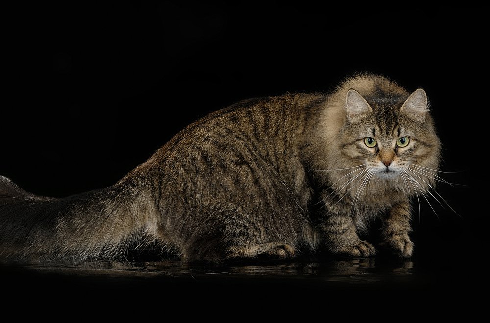 Photograph by Елена Дзюбанова