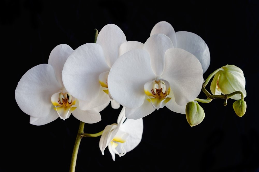 Белая орхидея