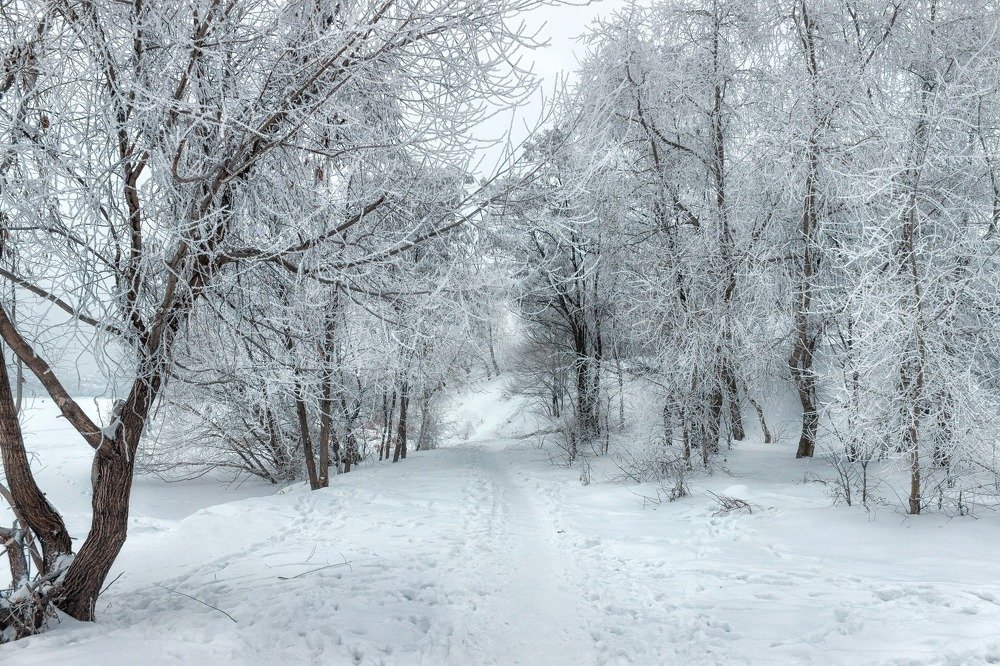 Зима в лесу.