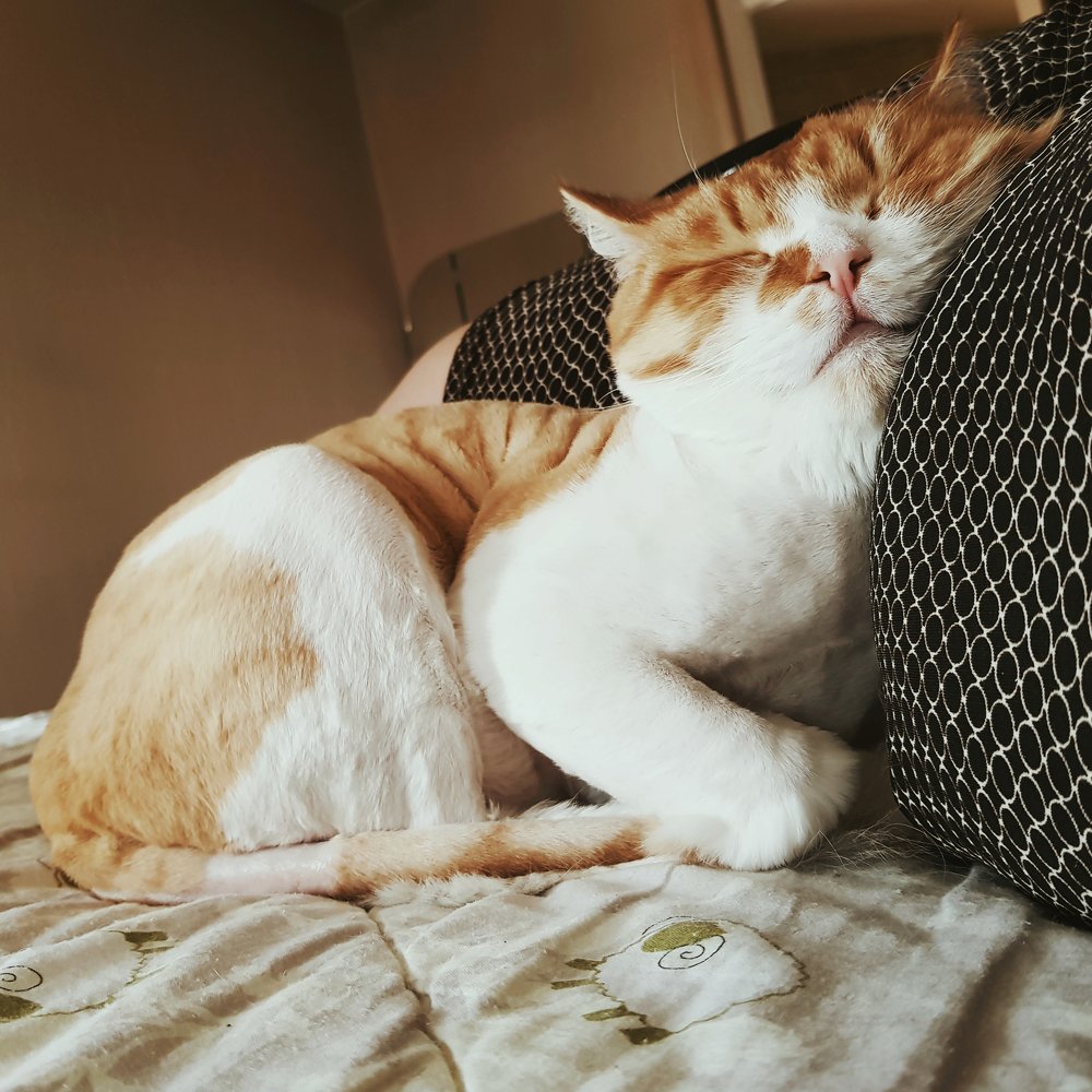 Котики на животике