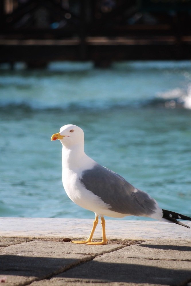 Photograph by Елена Хорошильцева