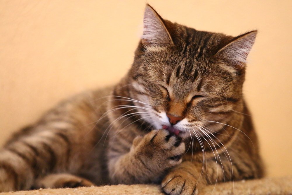 Наслаждение