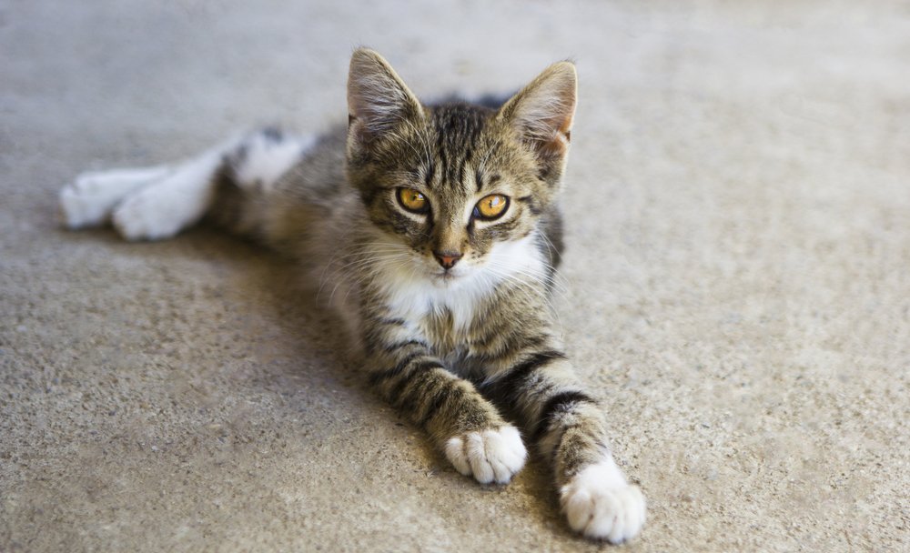 Photograph by Mihai Romeo Bogdan