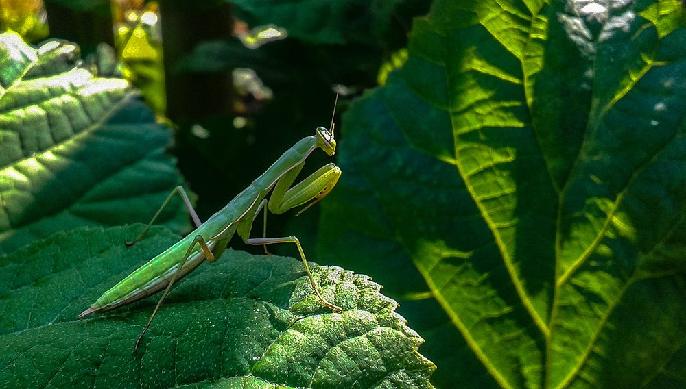 Photograph by Віктар Стрыбук