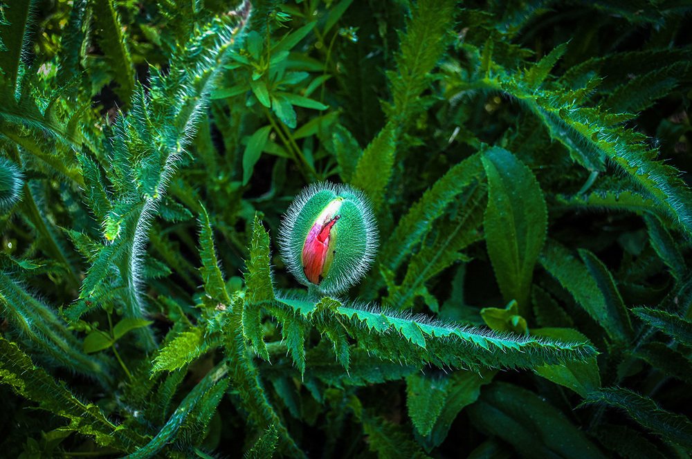 Photograph by Віктар Стрыбук