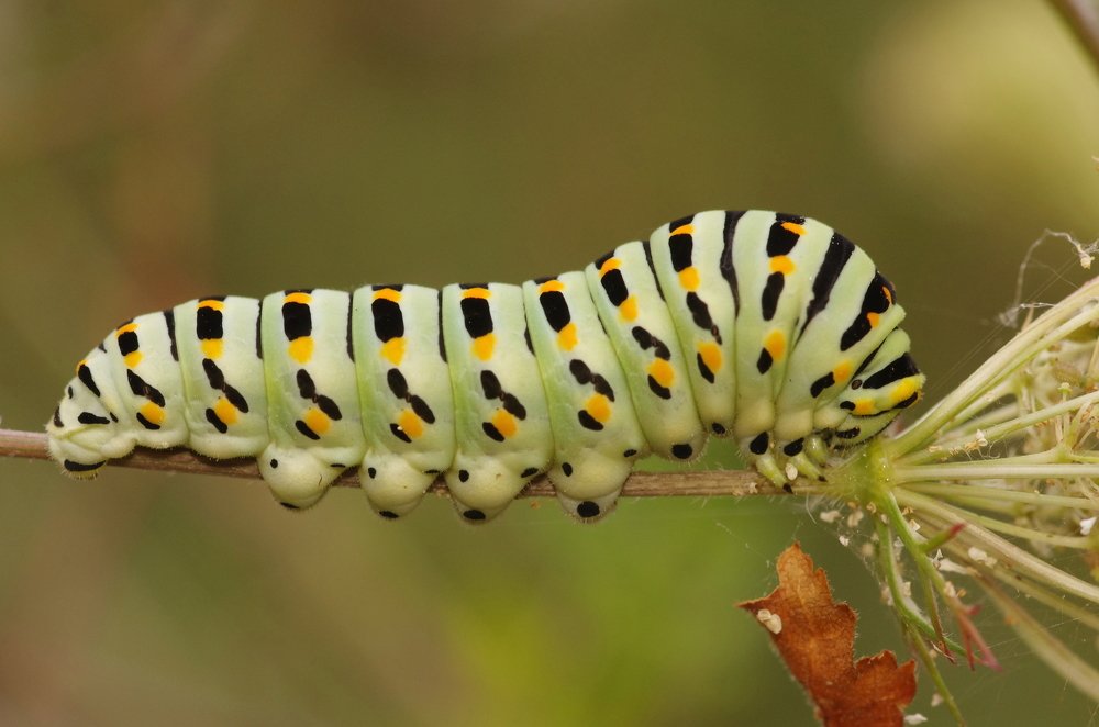 Photograph by Maurizio