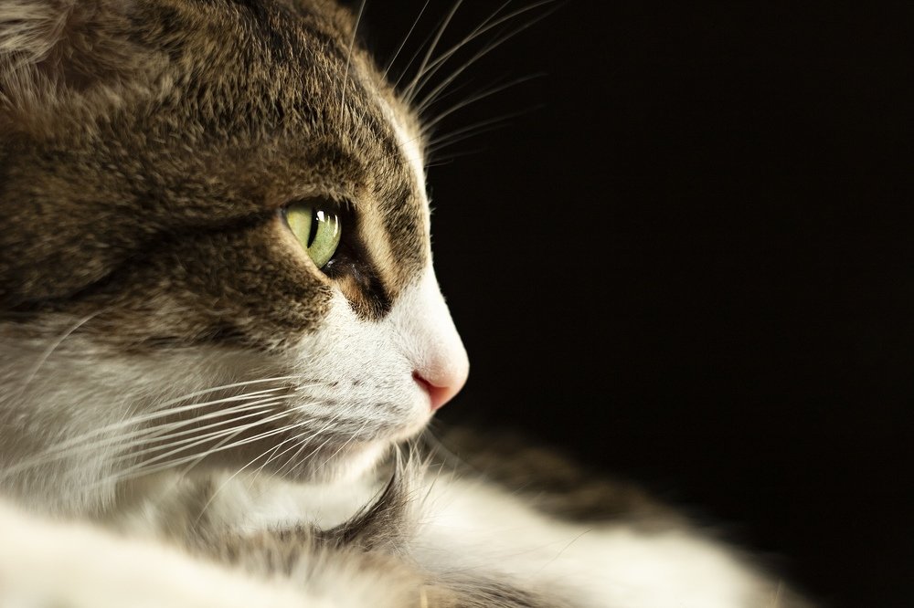 Photograph by Анна Рудакова