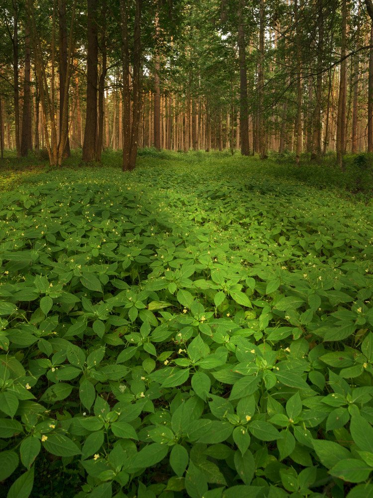 Photograph by Arta Joma