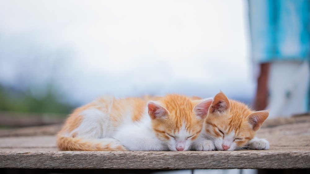 Фотография автора Navamani James