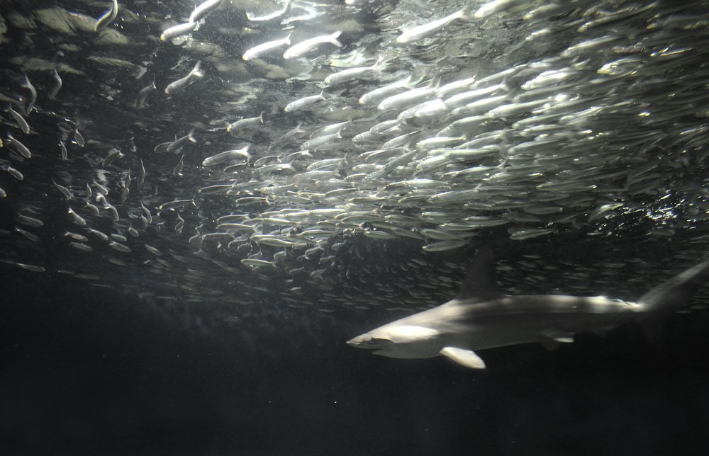 Photograph by Leka Huie